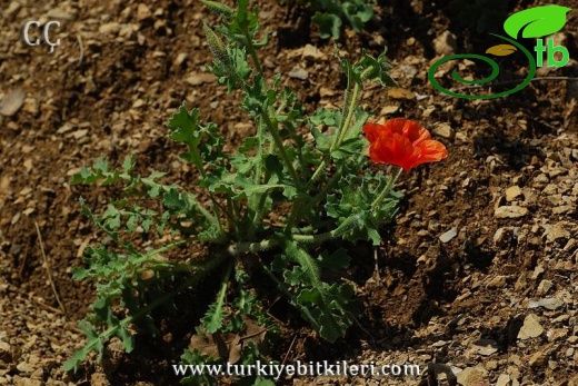 subsp.corniculatum-İzmir