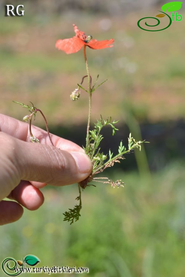 ssp nigrotinctum-Datça-Muğla