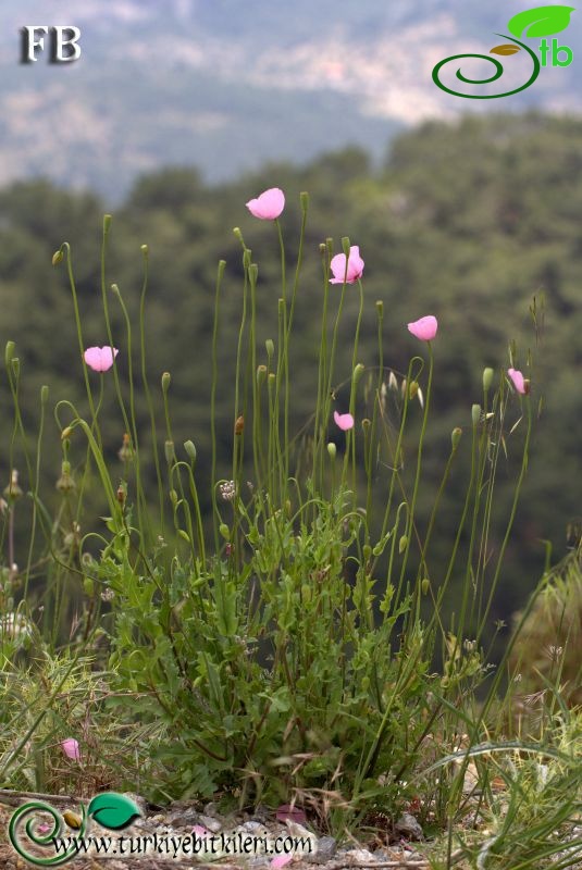 Datça-Muğla