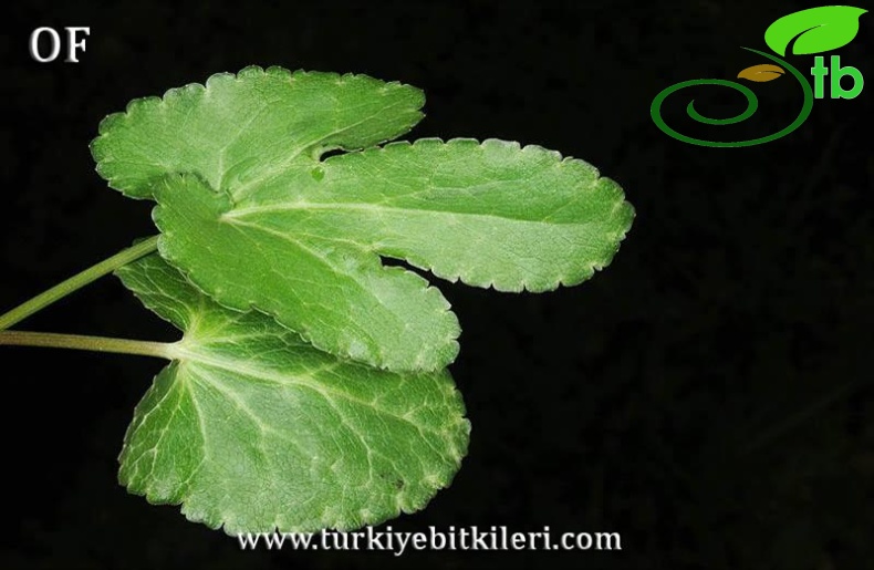 İsrail
