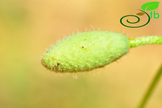 Gazipaşa