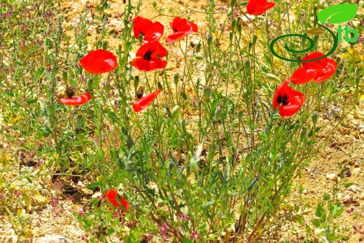Gazipaşa