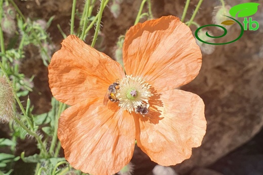 Hakkari