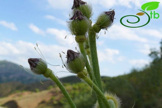 ssp persicum- Diyarbakır