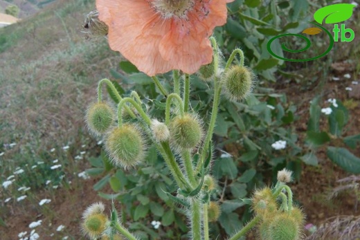 ssp persicum- Diyarbakır