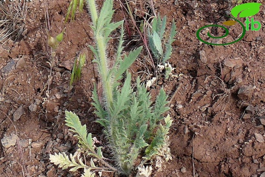 ssp persicum- Diyarbakır