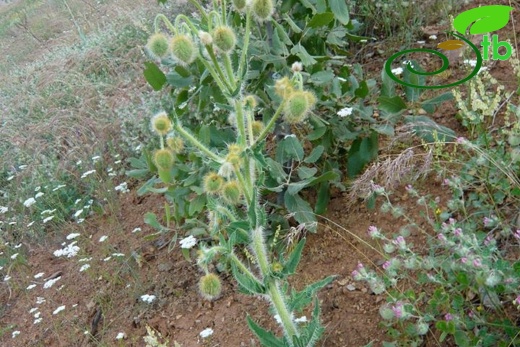 ssp persicum- Diyarbakır