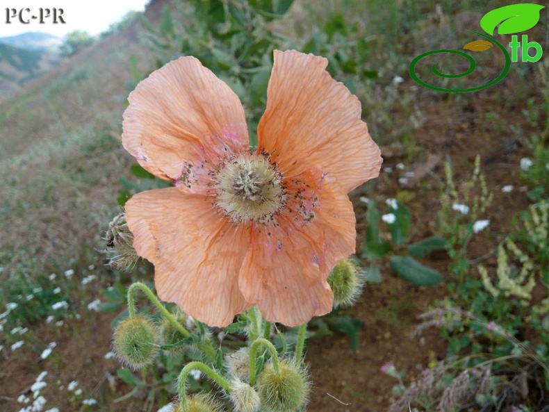 ssp persicum- Diyarbakır