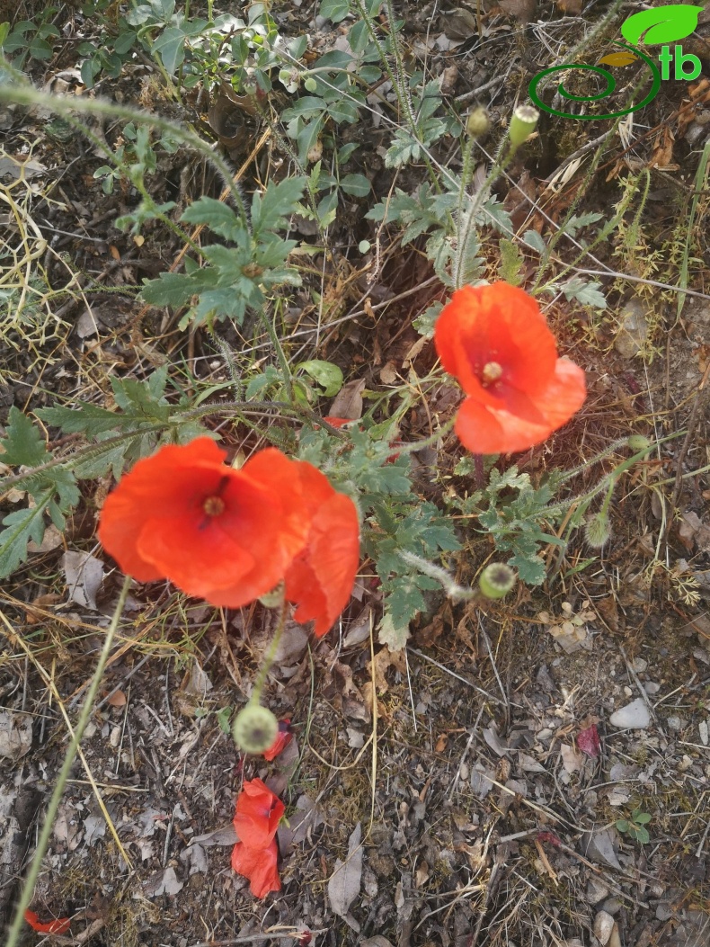 Eskişehir