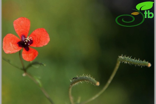 ssp maculata- Mardin