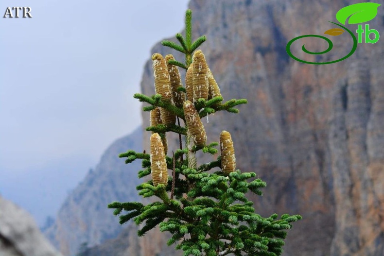subsp. cilicica-Mersin