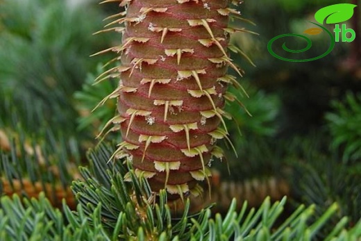subsp. equi-trojani-Kazdağları