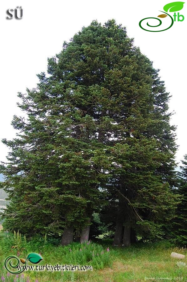 subsp. equi-trojani-Kazdağları