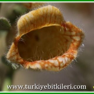 Gündoğmuş-Antalya