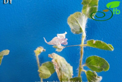 ssp. commutata