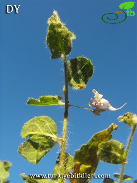 ssp. commutata