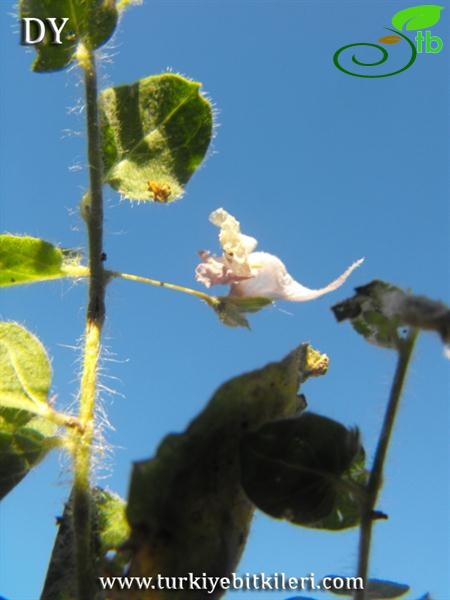 ssp. commutata