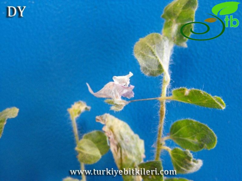 ssp. commutata