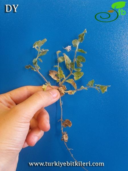 ssp. commutata