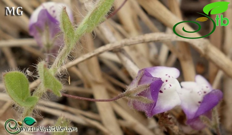 subsp. graeca-Mardin