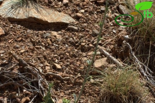 Sandras dağı-Köyceğiz