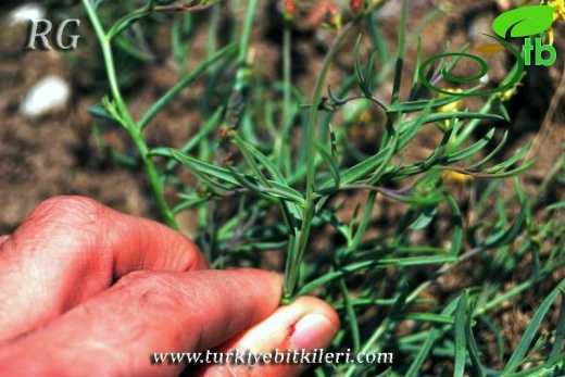 ssp linifolia-Ankara