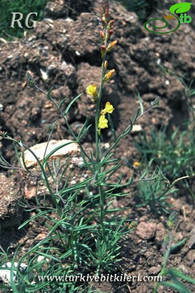 ssp linifolia-Ankara