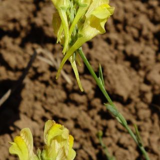 subsp. pycnophylla-Erzurum