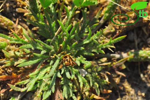 subsp. coronopus- Alanya