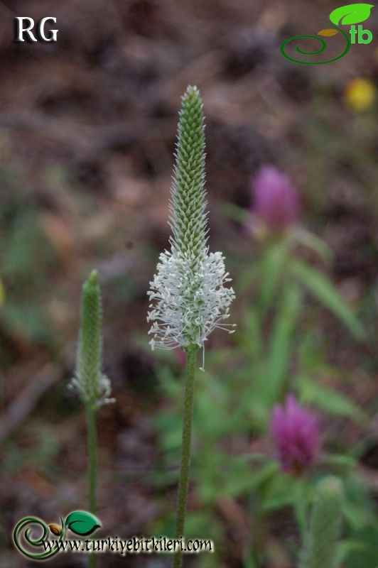 Gerede-Bolu