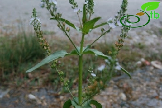 Aladağlar-Niğde