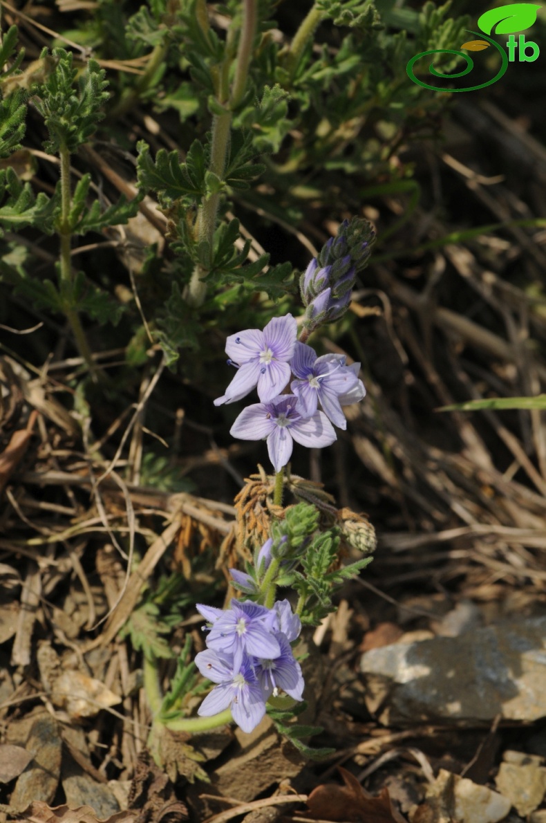 var. pectinata- İzmir