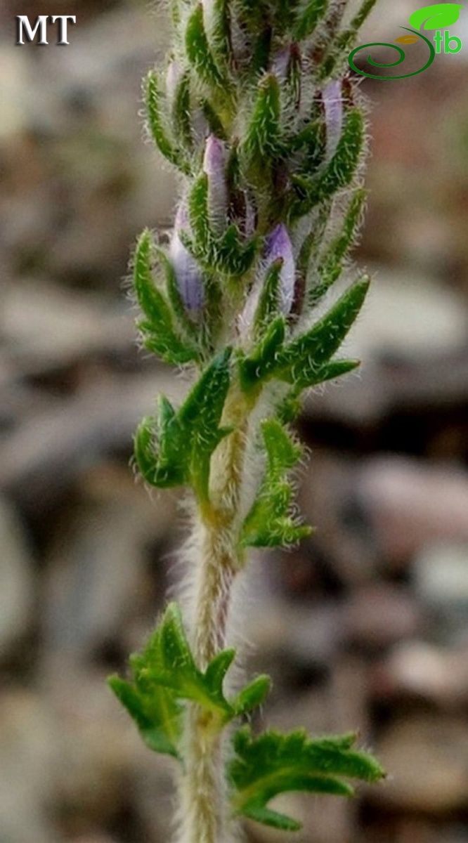 var. schizocalyx- İstanbul