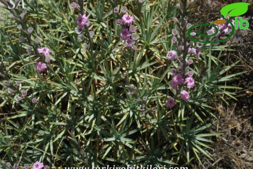 subsp. acerosum var. acerosum