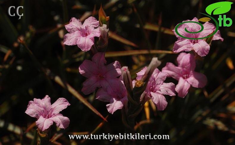 var.brachystachyum-İzmir