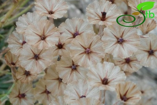 var. venustum-Şanlıurfa