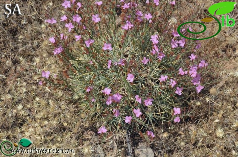 var. assyriacum-Mardin