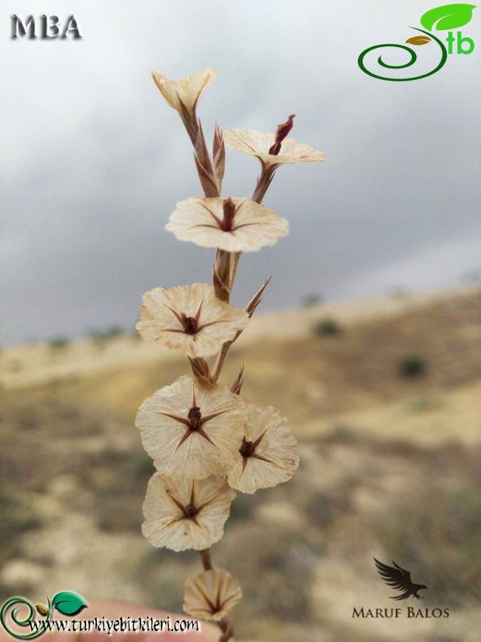 var. venustum-Şanlıurfa