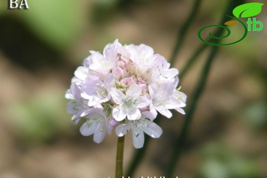 var. rumelica-AHBB