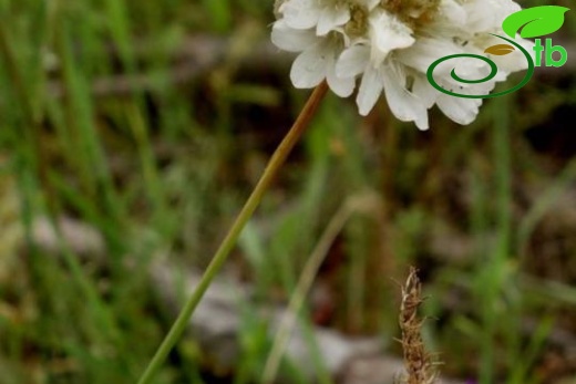 var. rumelica-İstanbul