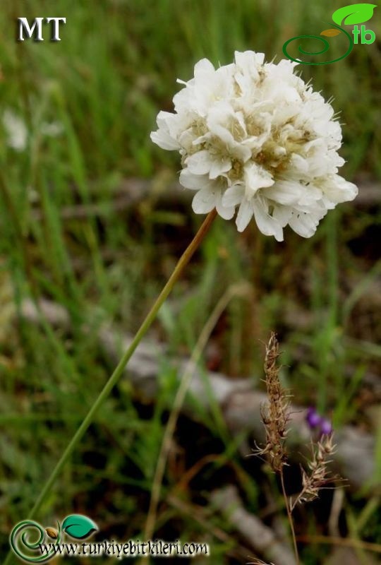 var. rumelica-İstanbul