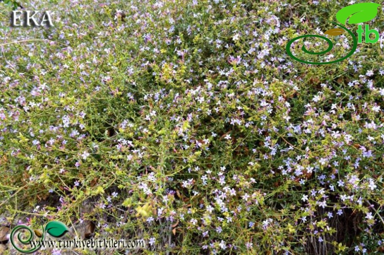 Amanos dağları-Hatay