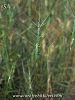 subsp. triuncialis