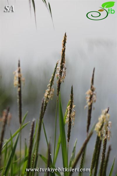 subsp. tonsus