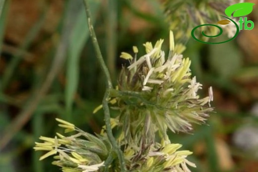 subsp. glomerata-İstanbul