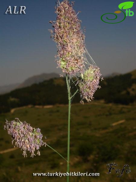 İtalya
