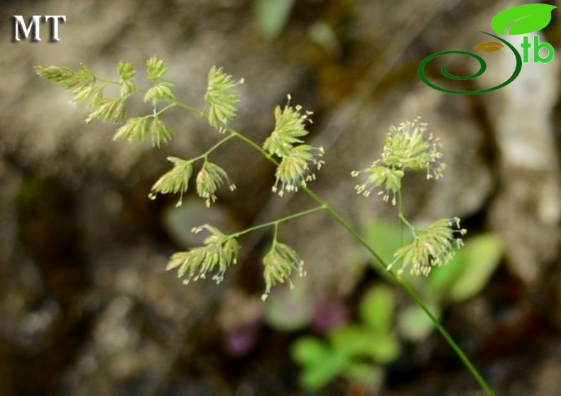 subsp. glomerata-İstanbul