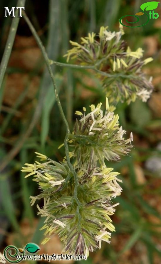 subsp. glomerata-İstanbul