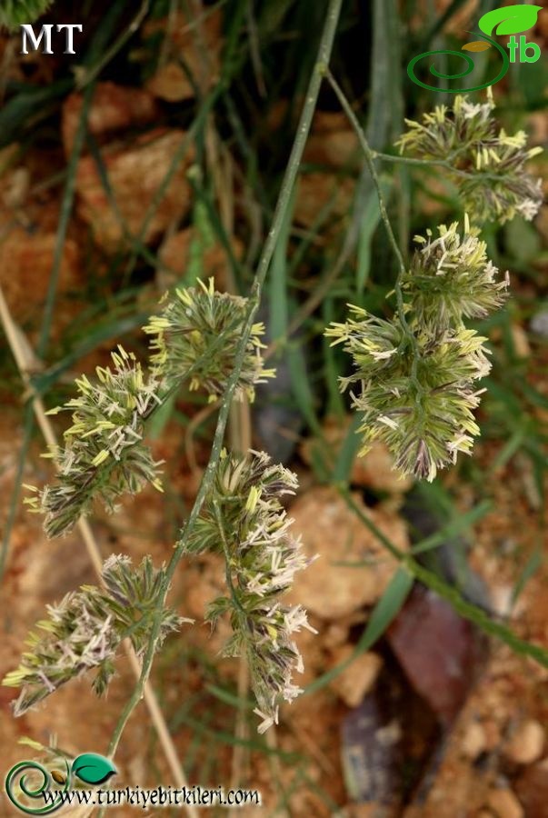 subsp. glomerata-İstanbul