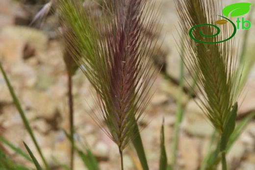 ssp leporinum-Datça-Muğla